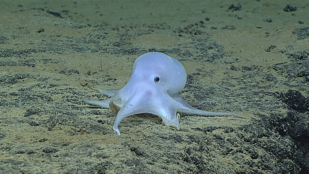 Is deep seabed mining compatible with protecting biodiversity and habitats in the deep sea? The project Ecological Safeguards for Deep Seabed Mining investigates this issue. Our photo shows ‘Casper’, the deep-sea octopus discovered on Necker Ridge, Hawaii.